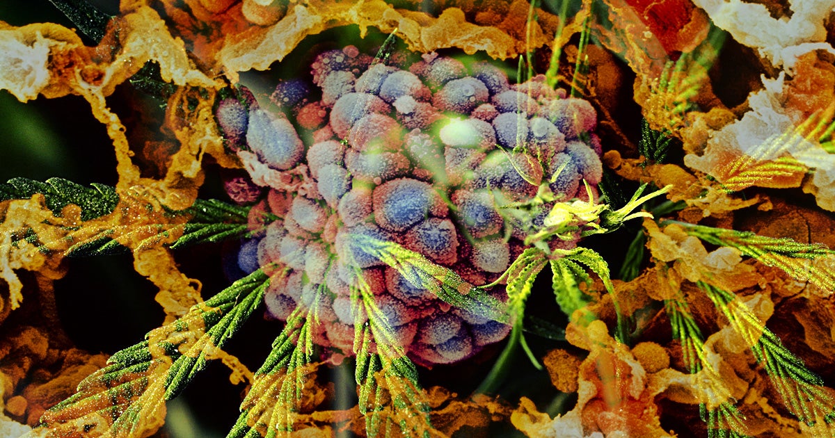 Doctors say that a woman who refused treatment and took CBD oil instead showed a remarkable improvement and that the tumor in her lung shrank drastically.