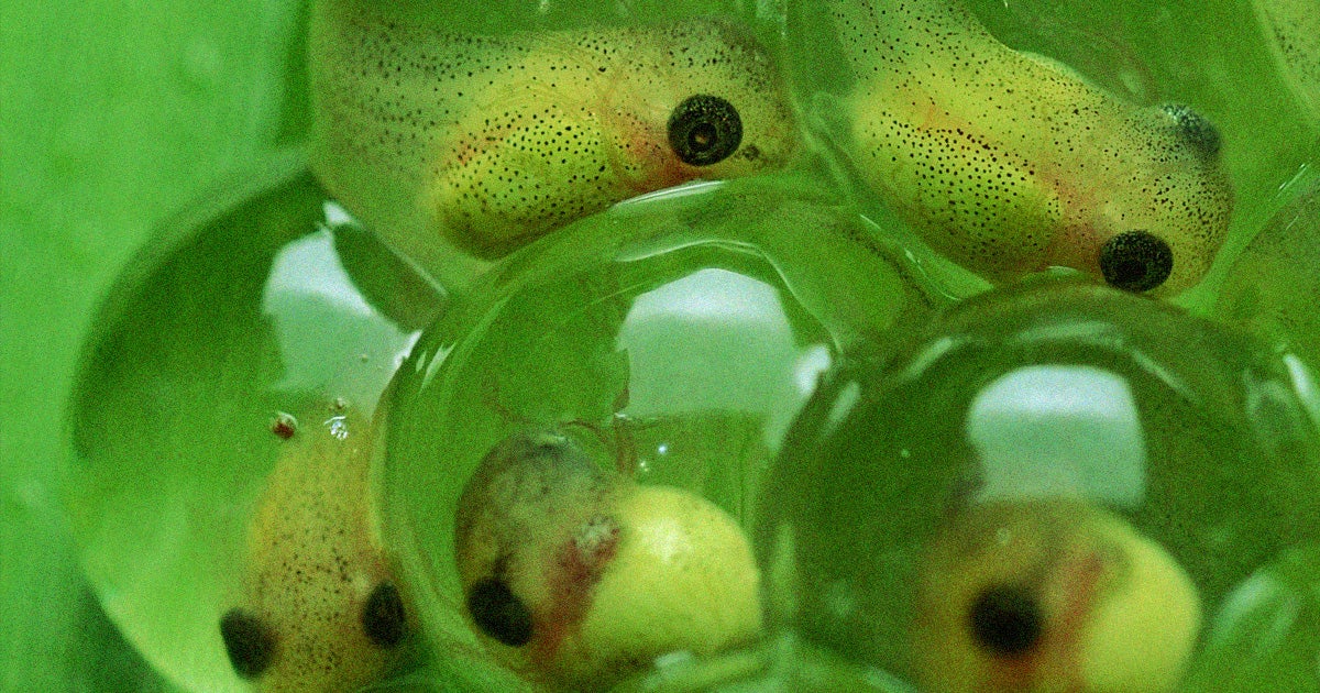 Scientists injected photosynthetic algae into a tadpole that supplied the animal's brain with so much oxygen it could live without breathing.