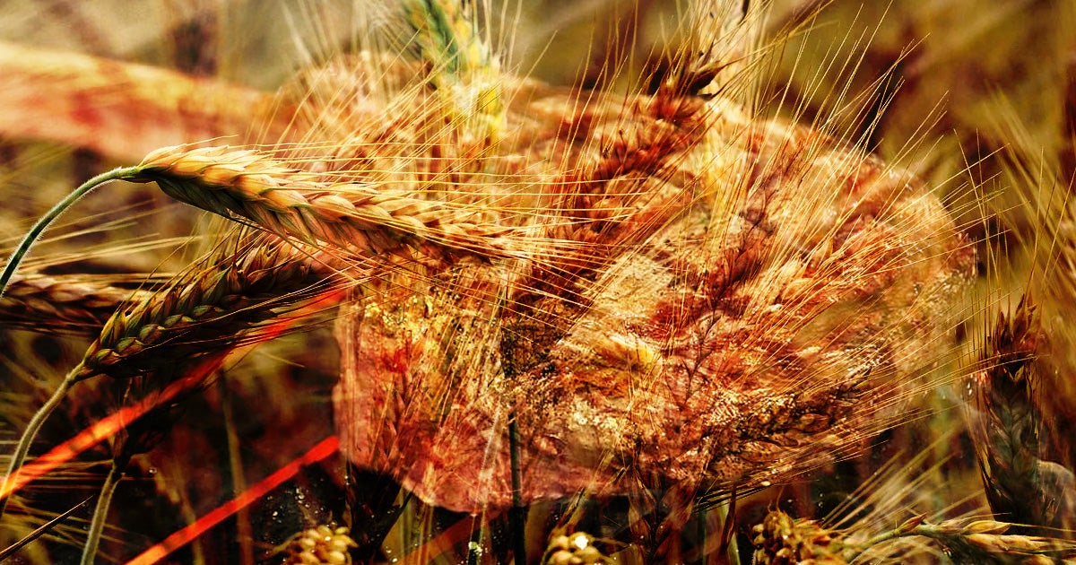 Researchers in Iceland are growing growing over 100,000 barley plants for a very unusual goal: growing lab-grown meat, the BBC reports.