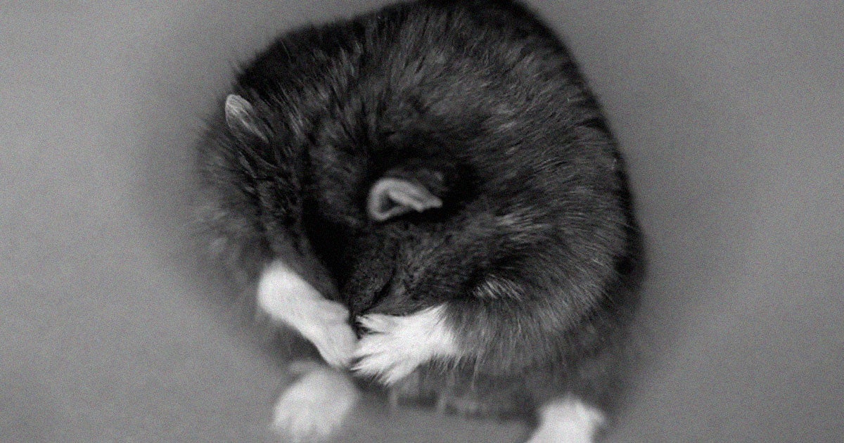 Crypto-savvy hamster Mr. Goxx, whose portfolio beat out some of the biggest traders in history, has tragically passed away. 