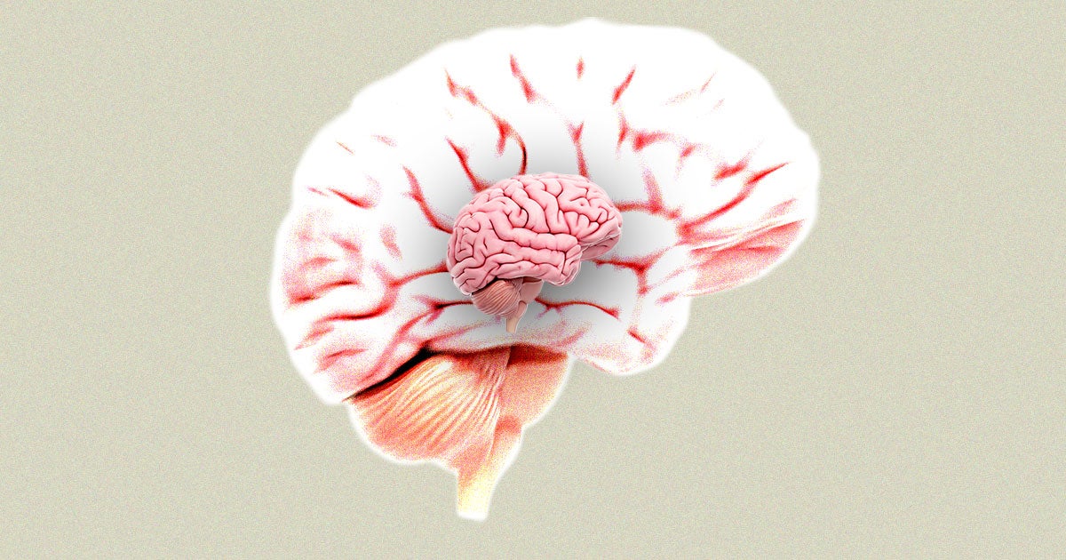 J.M Stibel, a brain scientist, has discovered evidence that the size of human brains have greatly decreased in the past 50,000 years.
