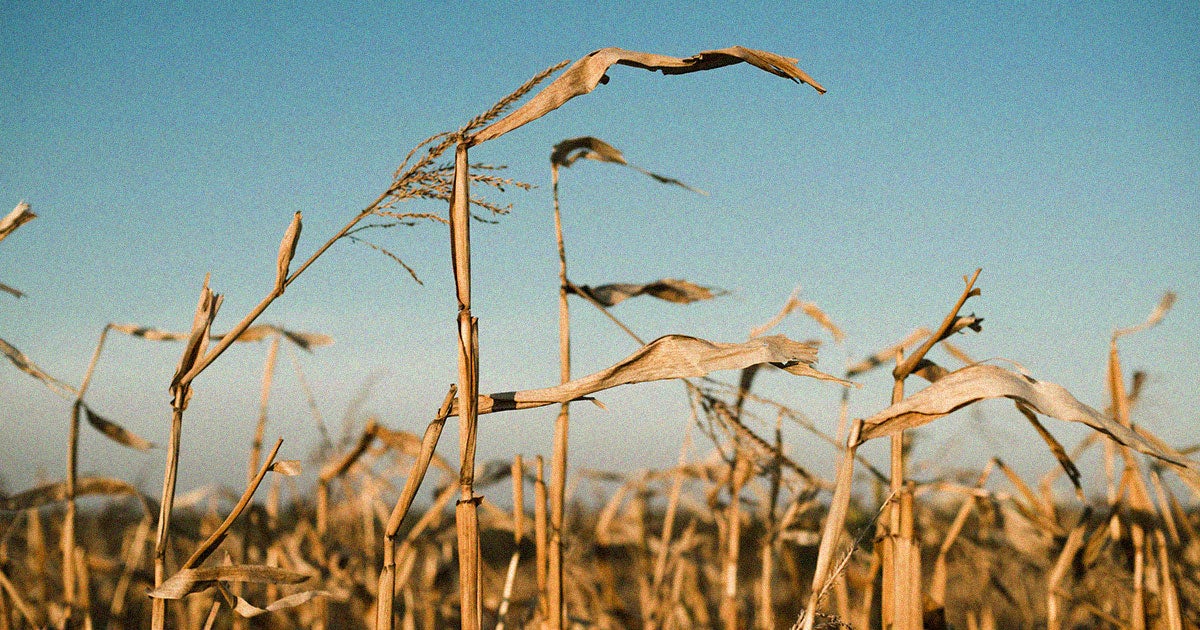 NASA is warning that climate change could start affecting the production of maize and wheat as soon as 2030.