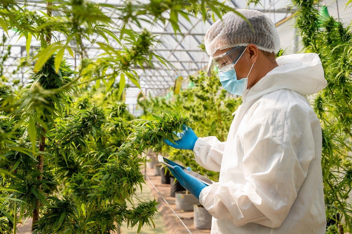 The distinctively dank aroma of cannabis has something in common with eggs, skunk spray, and hops, researchers have discovered.
