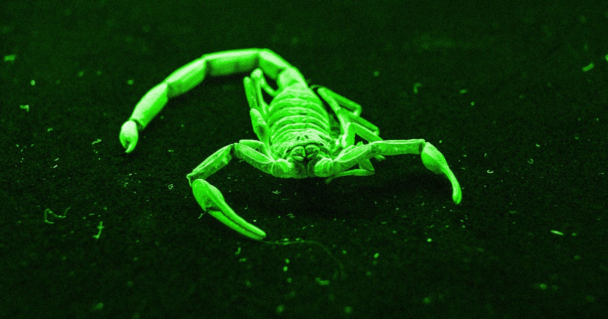 Massive rain, dust, and snowstorms (yes, snow too) in Aswan, Egypt have caused swarms of scorpions to wreak havoc on the city.