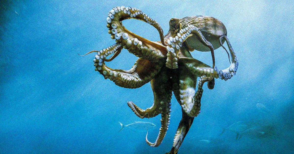 The United Kingdom has added an amendment to their animal welfare law that says that invertebrate creatures such as octopuses and squids are sentient.