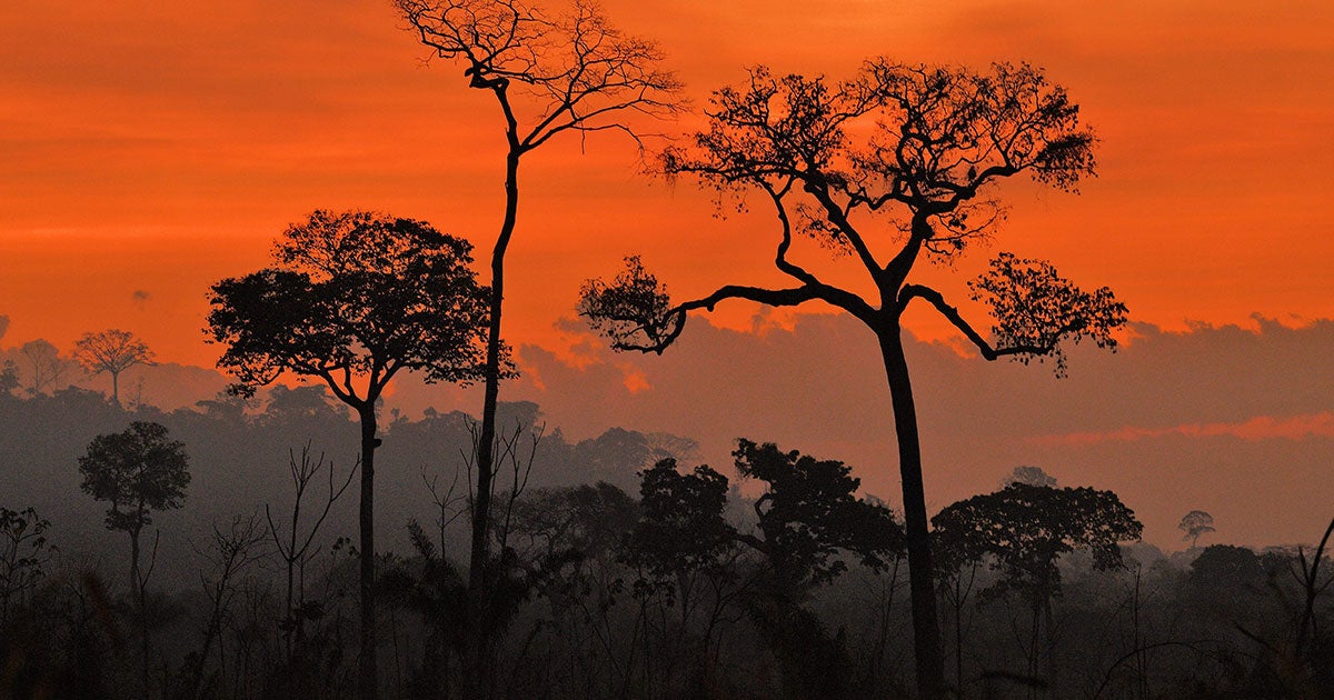 A group of scientists say that the Amazon Rainforest is on the brink of collapse — and could transform into a dry savannah in just five years.