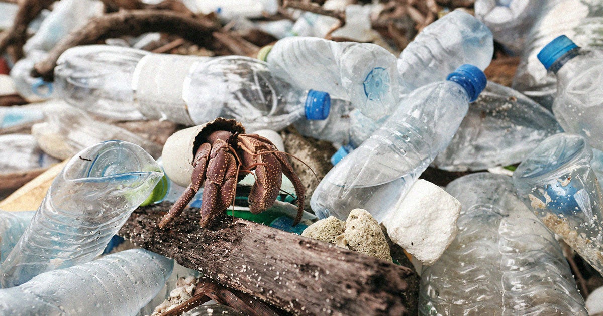 A new study published in the journal Microbial Ecology found a growing number of bugs that have evolved to carry a plastic-degrading enzyme.
