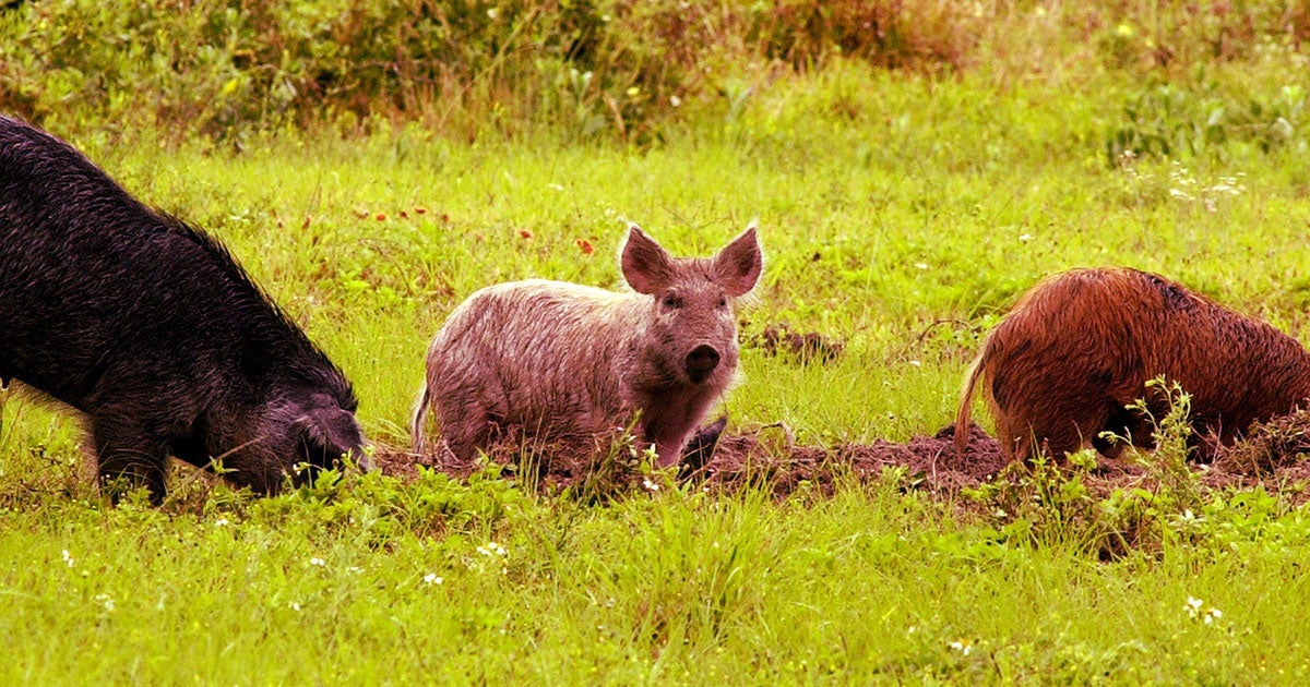 As many as 30 feral hogs invaded a Texas neighborhood last week, damaging garden beds and yards. How should we deal with them?
