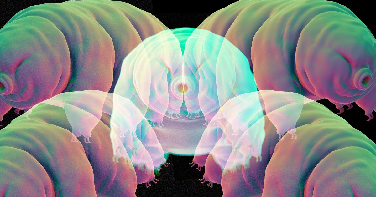 A team of researchers claim to have quantum entangled frozen tardigrades, microscopic animals that are extremely hardy.