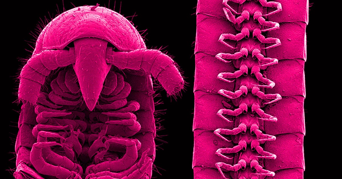 Until now, a "true" millipede never existed, but a newly-discovered insect not only meets the proper criteria, but also looks like it came from Hades itself.