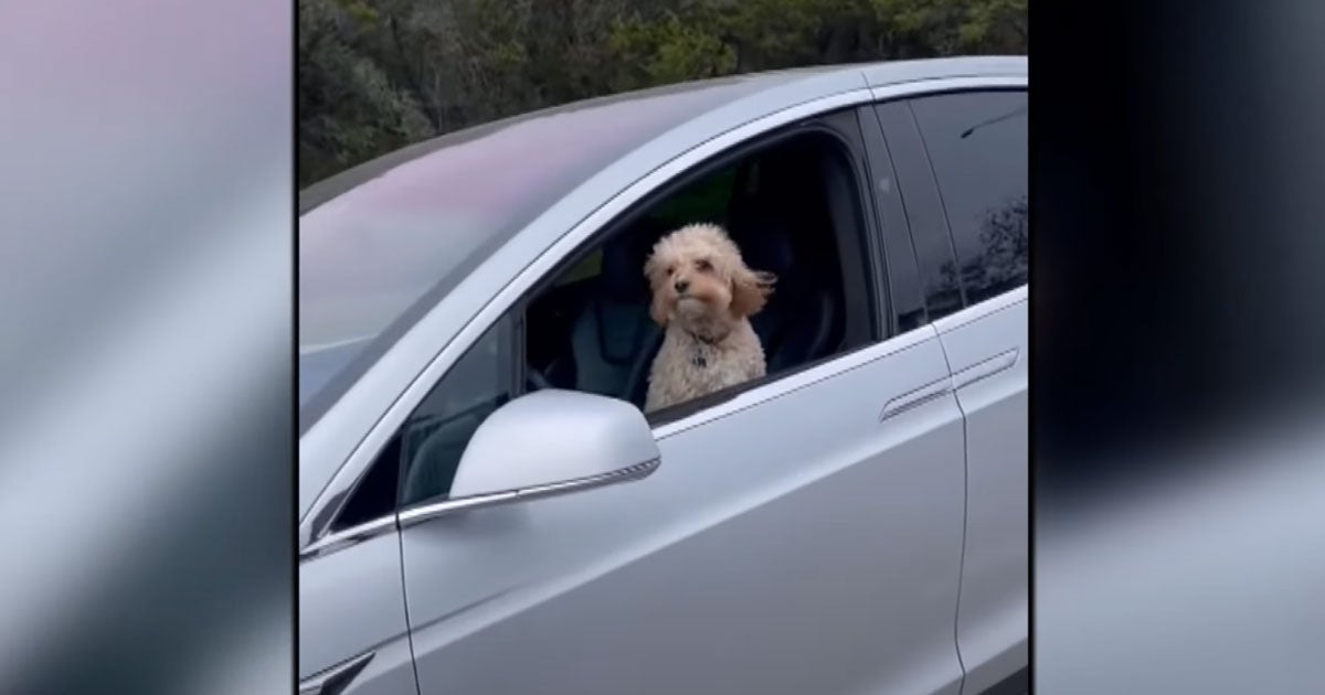 Because nothing matters any more, a dog appears to have taken control of a Tesla vehicle, according to a groundbreaking investigate report.