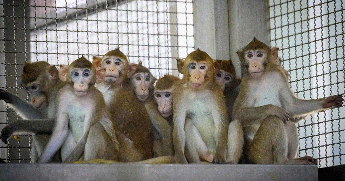 The three monkeys were recaptured on Saturday evening before being euthanized. The CDC didn't clarify why they were put down.
