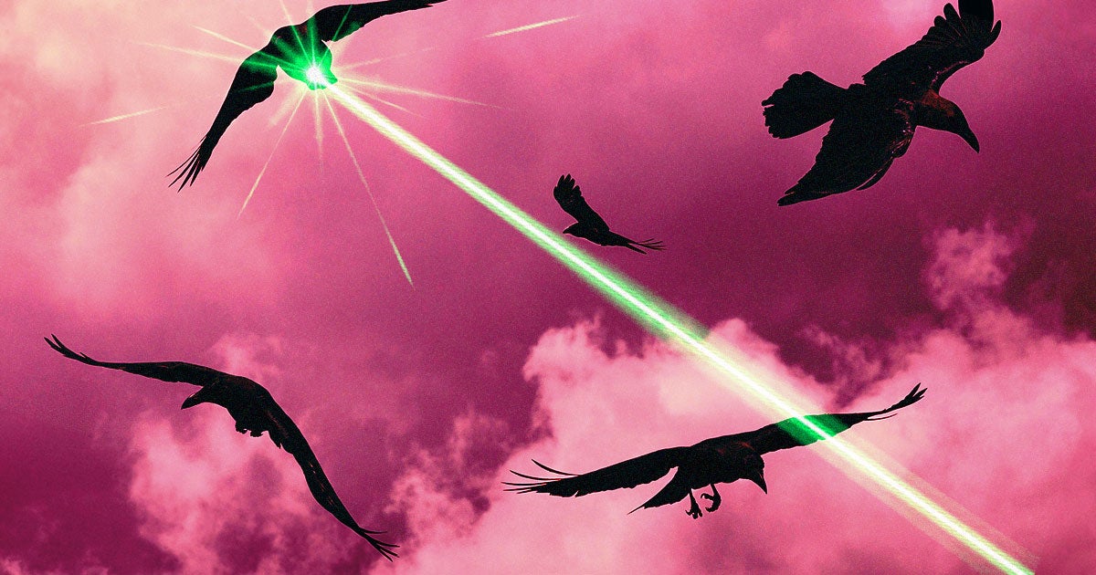 Think your town is bad? At least you don't have such a bad crow problem that officials are planning to use lasers to get rid of them.