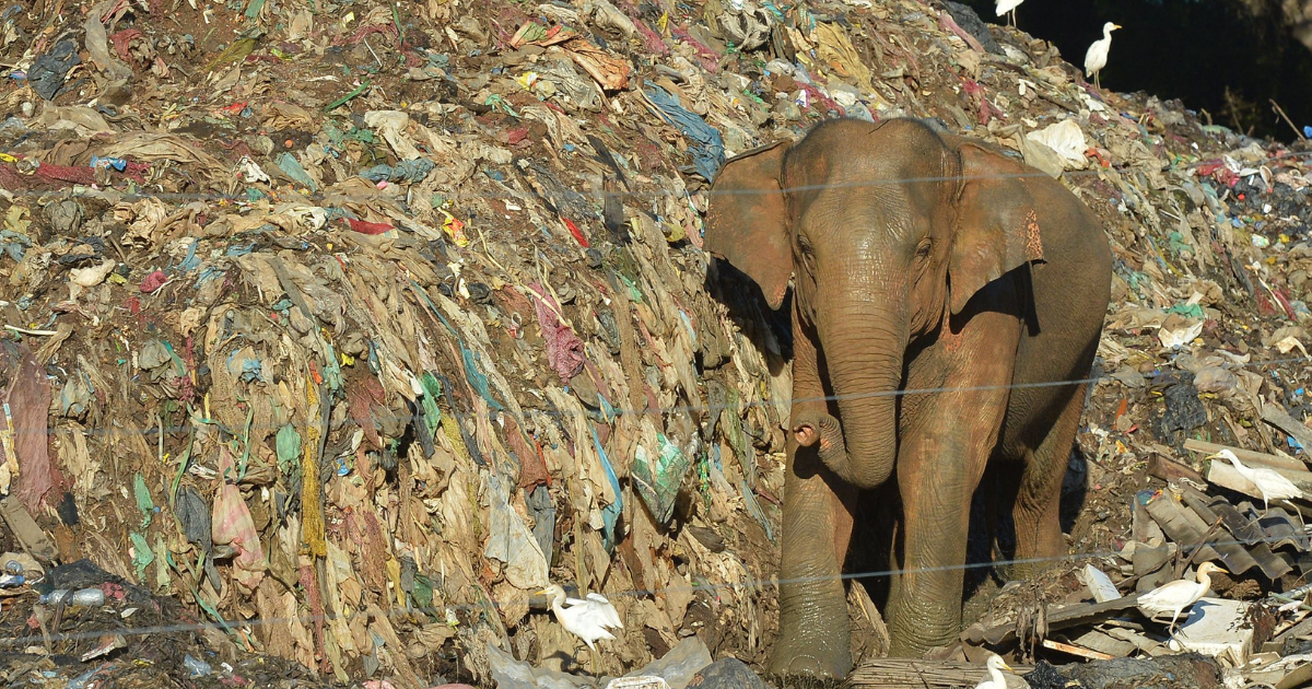 Twenty elephants have died during the last eight years from eating plastic trash in the Pallakkadu village, with two more found dead this weekend.