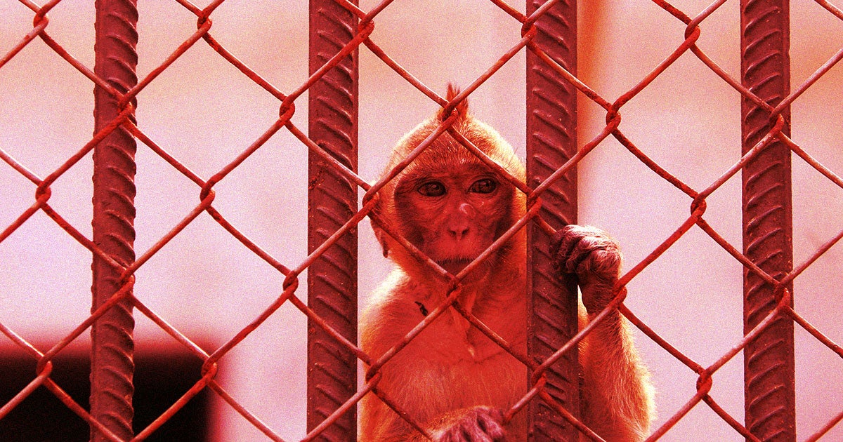 Federal investigators are looking into why, exactly, the cops who captured the escaped monkeys chose to shoot them to death.