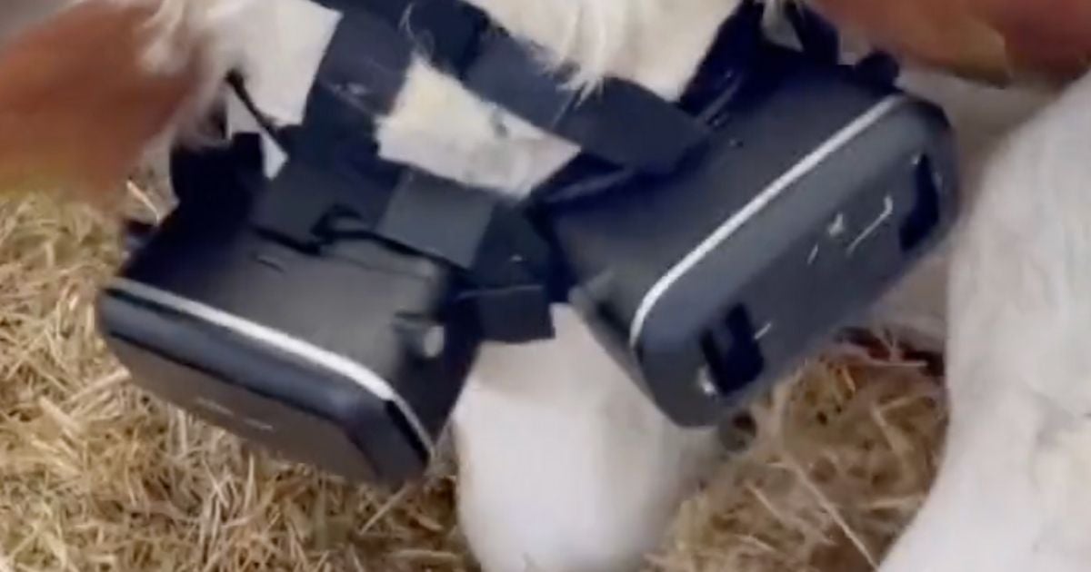A farmer in Turkey has purchased special VR headsets for his cows so they'll produce more milk and be less anxious. It seems to be working.