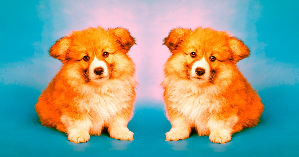 Users behind pet-focused Instagram accounts have begun cloning their pets so they can continue making content after the original one has died.