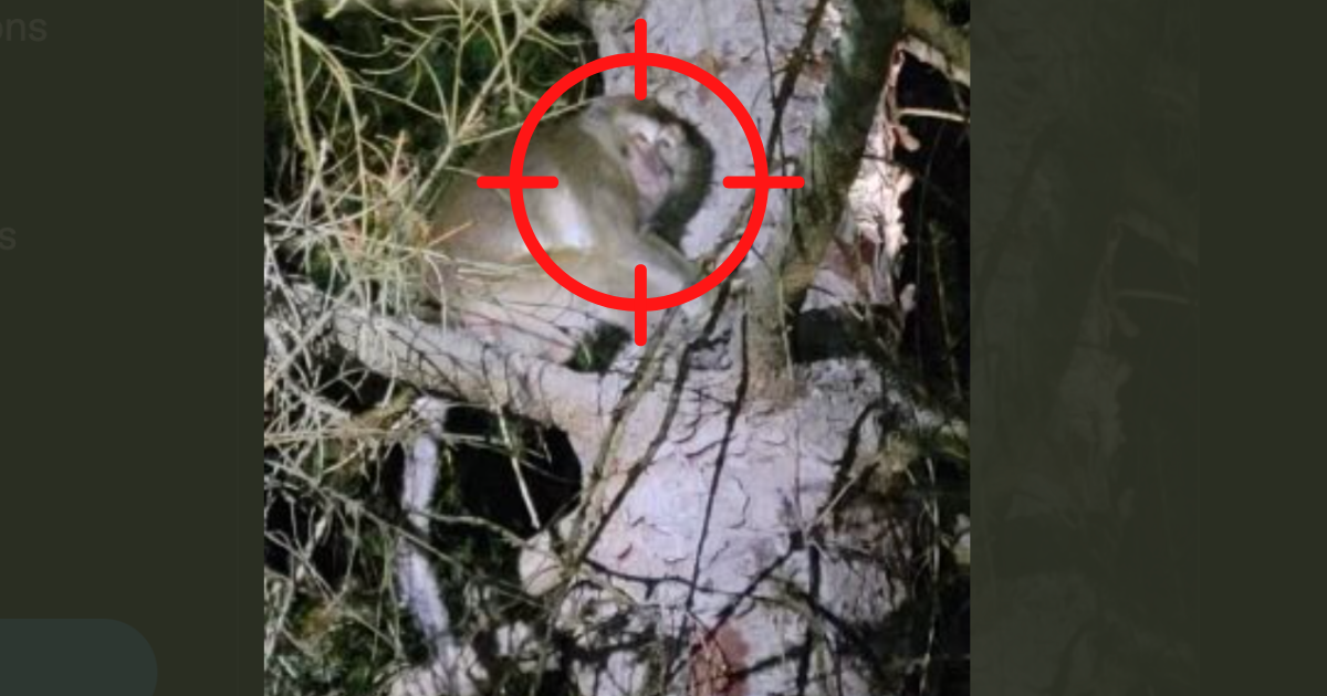 At least one monkey destined for a laboratory was still on the loose in Pennsylvania on Saturday morning after it escaped from a wrecked truck.