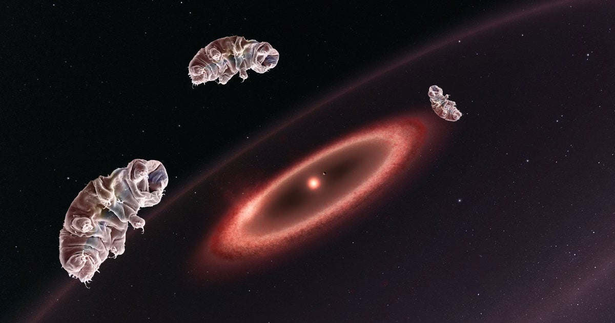 Two professors say the first interstellar travel may transport tiny microscopic organisms known as tardigrades, or water bears, through space.