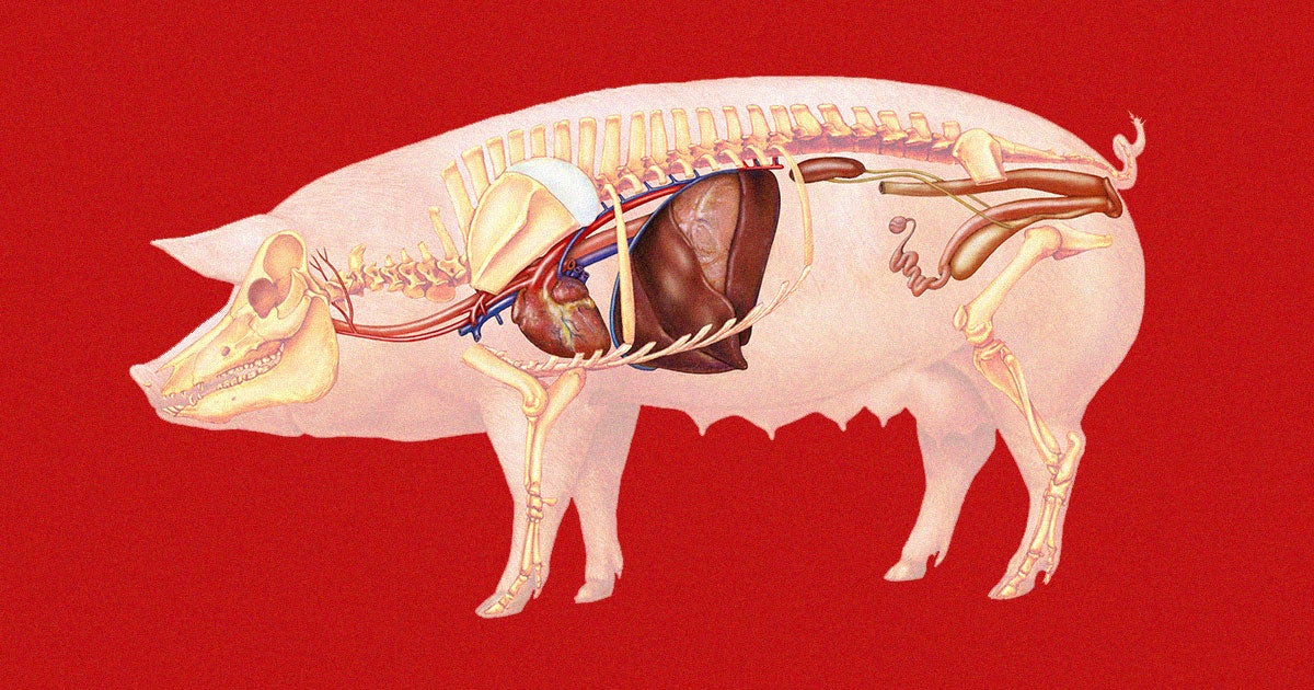 For the first time ever, a team of US surgeons have transplanted a genetically modified pig heart into a living human — a huge milestone.