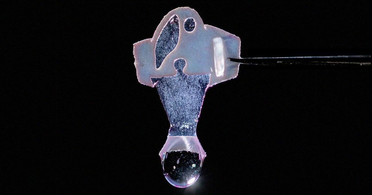 A team of scientists from Harvard and Emory University created 500 "biohybrid" fish that had their tail fins lined with human heart cells.