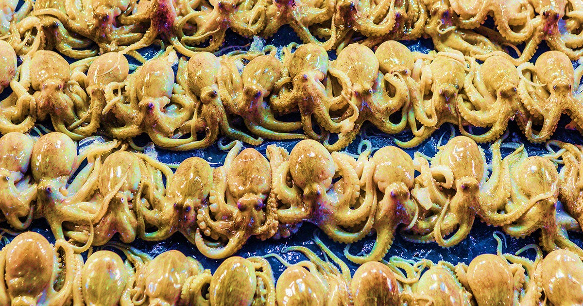 A Spanish company is pouring tens of millions of dollars into becoming the world's first commercial octopus farm.