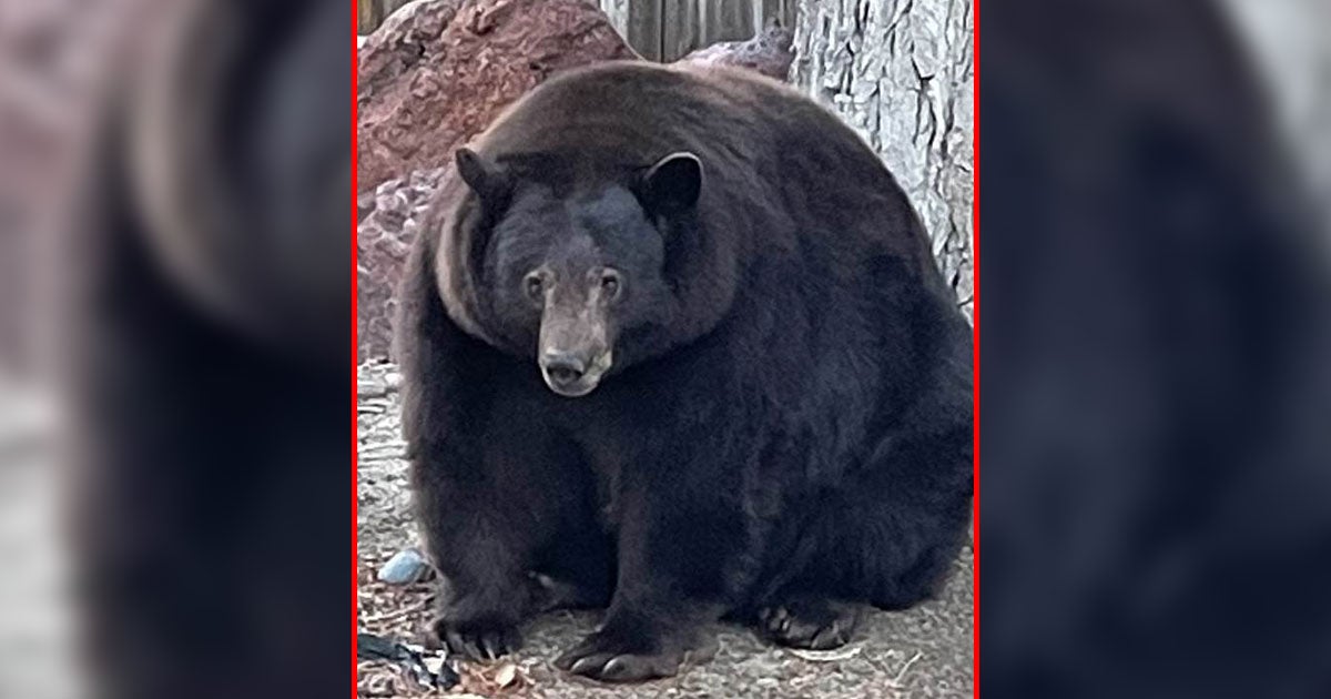 The 500-pound bear known as Hank the Tank became perhaps the cutest and yet most terrifying criminal in the US justice system in many centuries this week.