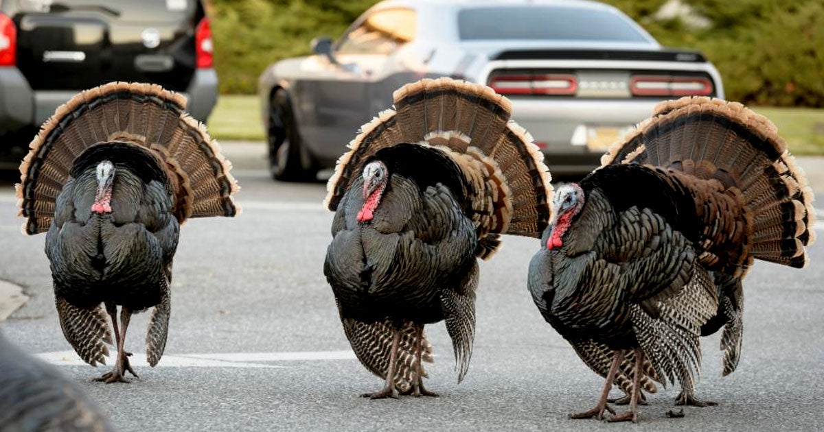 A gaggle of troublesome turkeys have laid siege to NASA's Ames Center in Mountain View, California.