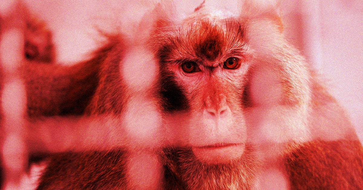 An animal rights advocacy group accuses Neuralink and Elon Musk specifically of facilitating and funding the torture and mutilation of monkeys. 