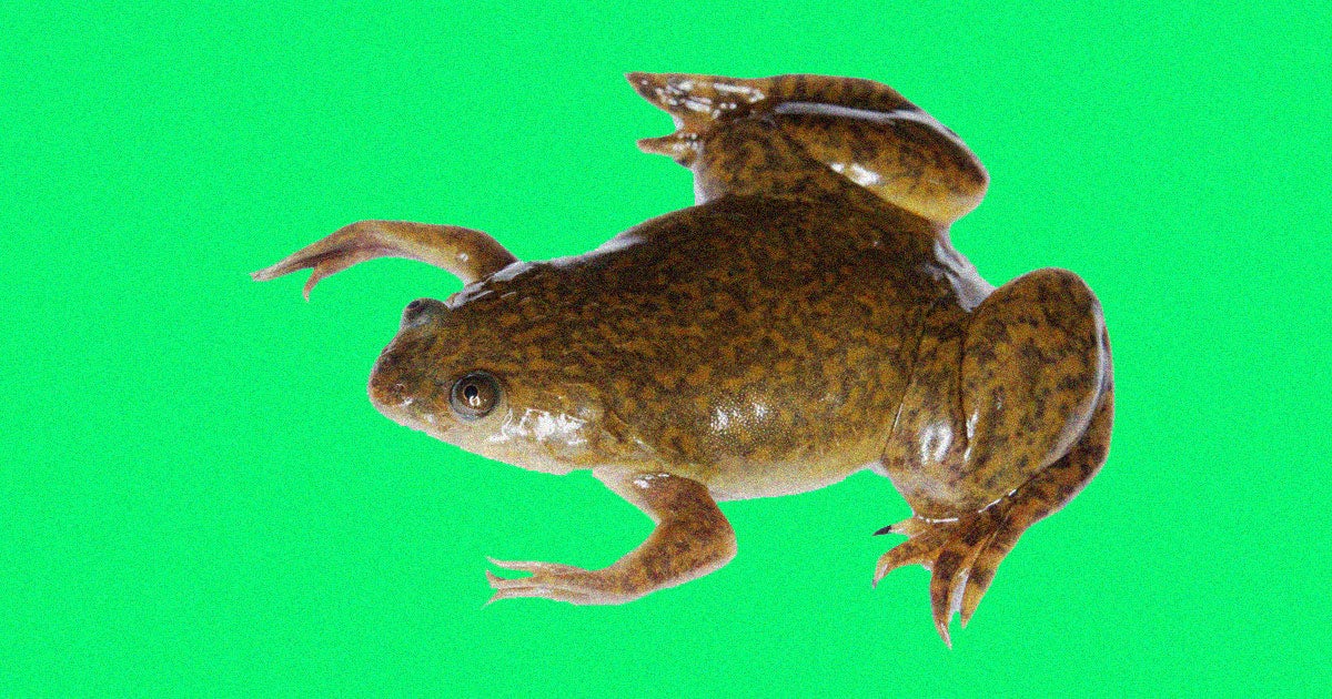 Frogs have regrown limbs from an experimental drug cocktail — and in the near-ish future, humans may be able to do so, too. 