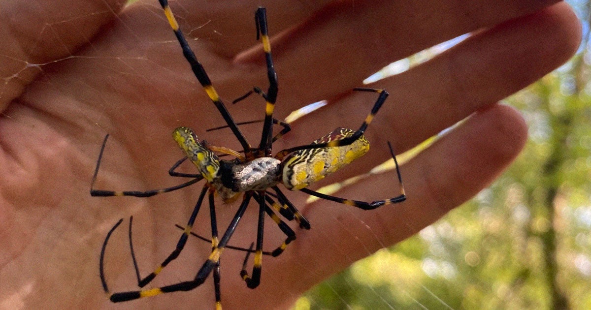 According to the University of Georgia, giant spiders the size of your palm are set to parachute from the sky all over the country this summer.