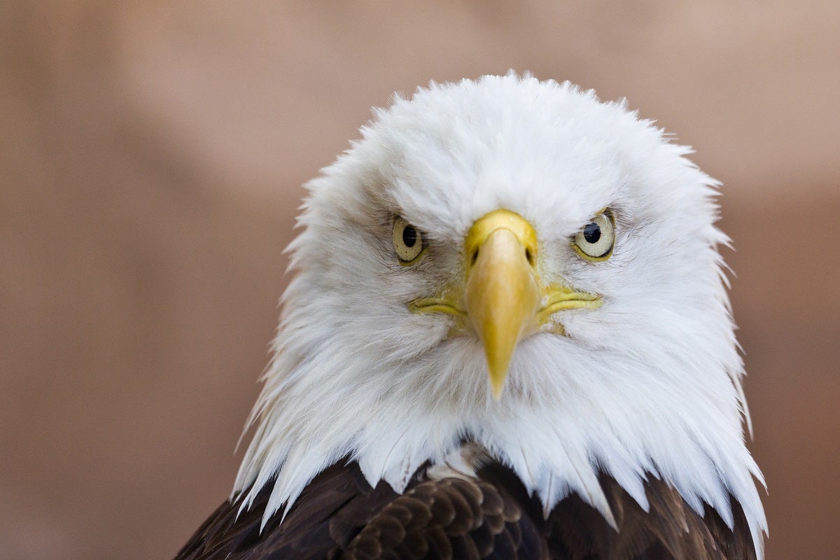 The US Wildlife Services department killed about 200 animals every hour in 2021 in the name of agriculture, human safety and disease management, apparantly.