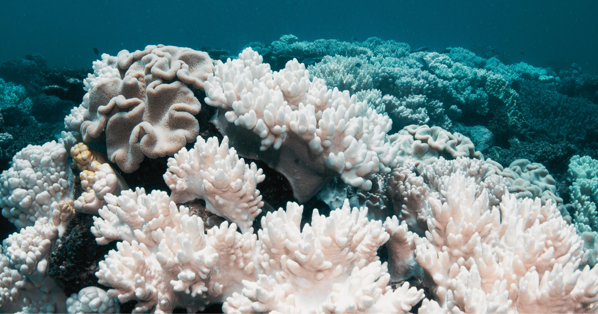 Scientists say the Great Barrier Reef is suffering its six mass bleach event because of heat waves caused by climate change.