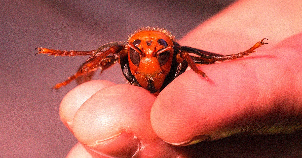 Scientists have discovered that sex pheromones can be used to trick giant murder hornets into traps to protect endangered bee species. 