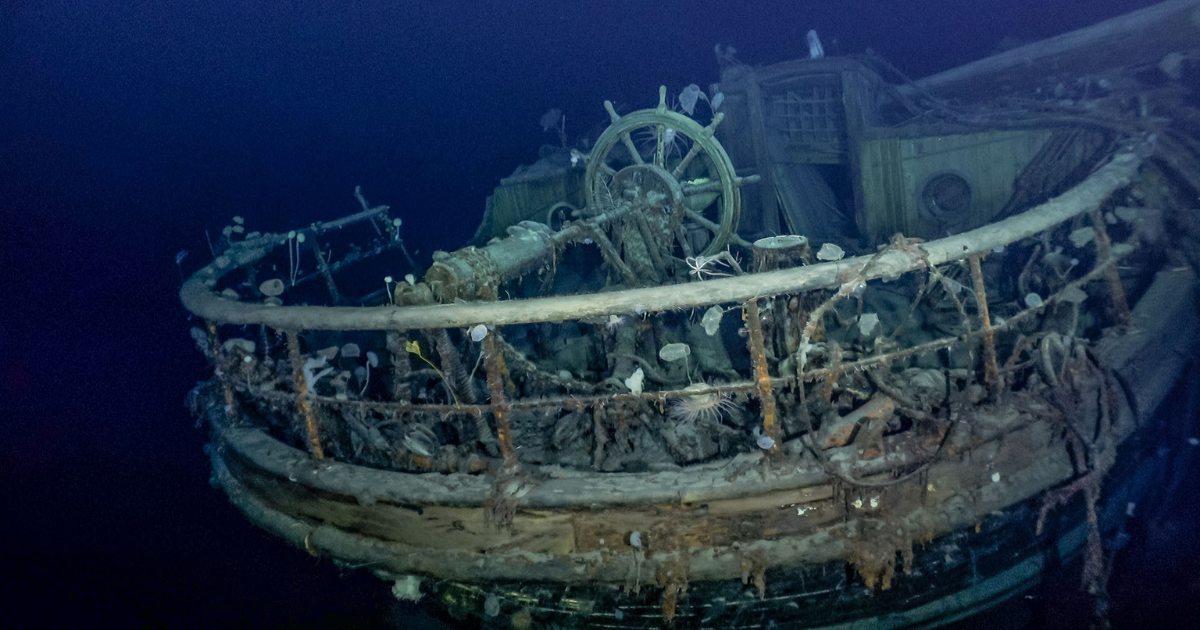 Scientists may have discovered a new squat lobster species in the Antarctic on the Endurance shipwreck, lost for more than 100 years in the Weddell Sea.