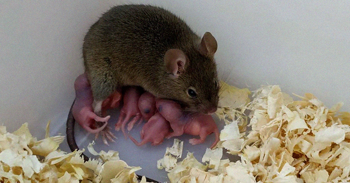 A group of researchers were able to alter the genes of unfertilized mice embryos so that it could create offspring without male sperm.