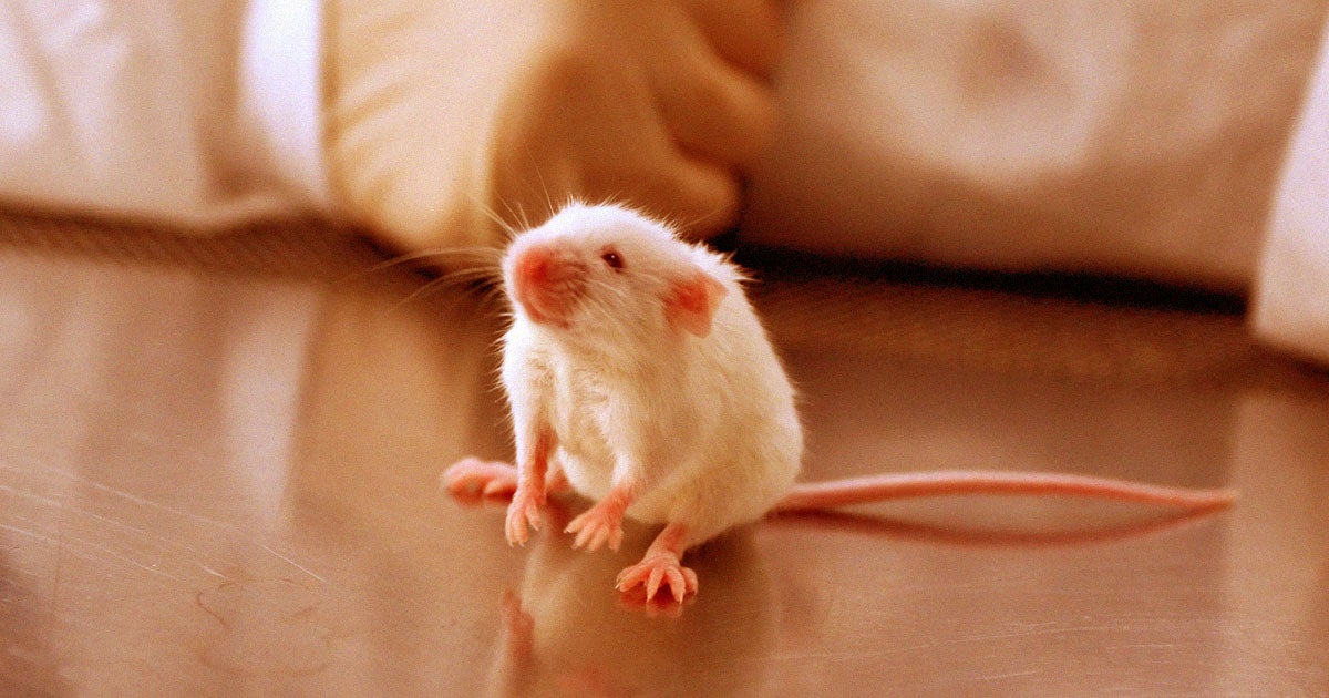 An international team of researchers claim to have slowed the signs of aging in mice by resetting their cells to younger states.