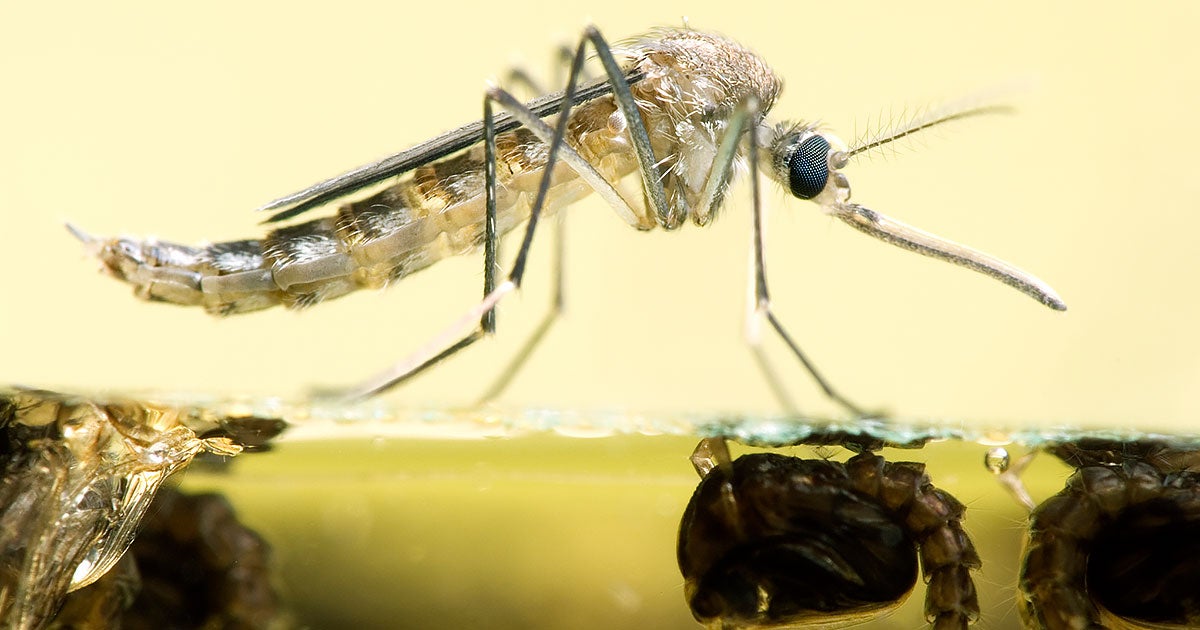 Oxitech is planning to release millions more of its controversial gene-hacked mosquitoes in California to reduce disease and population.