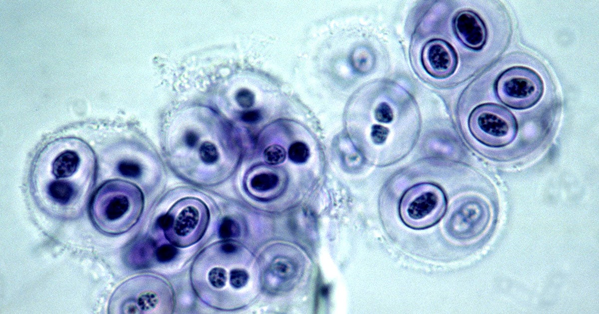 One of the discoverers of CRISPR gene-editing, a groundbreaking new method to engineer genes, believes we could use the technique to tackle climate change.