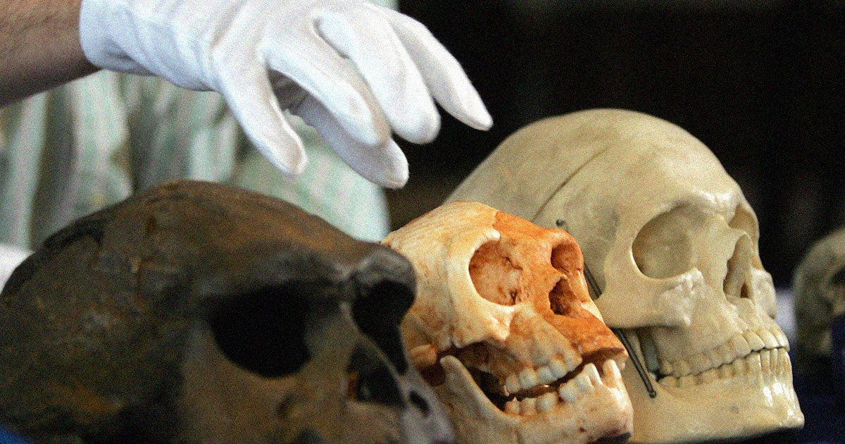 It's been nearly 20 years since the bones of a Hobbit-like humanoid species were discovered — and according to one researcher, they may still be among us. 