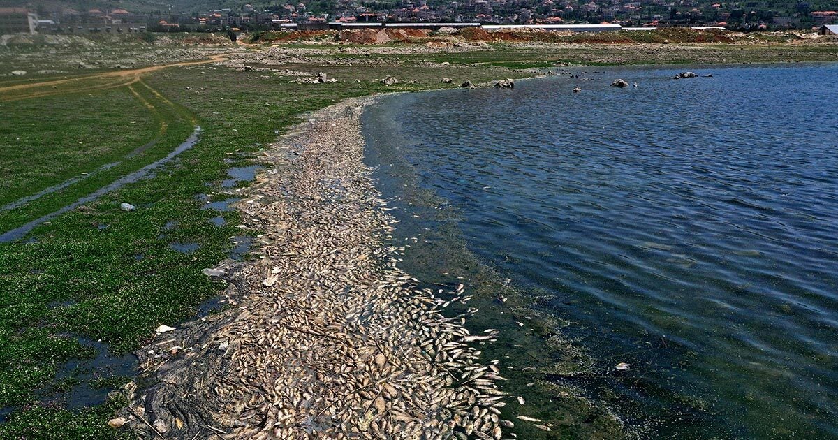A study published by Princeton co-authors says climate change and carbon emissions are killing ocean and marine life so fast it could cause mass extinction.
