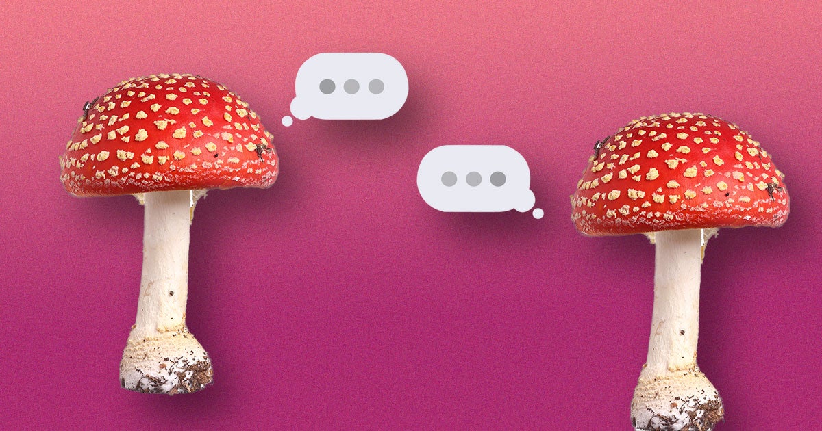 New reserach shows fungi and mushrooms create electrical pulses and may be communicating with each other, or talking to each other.