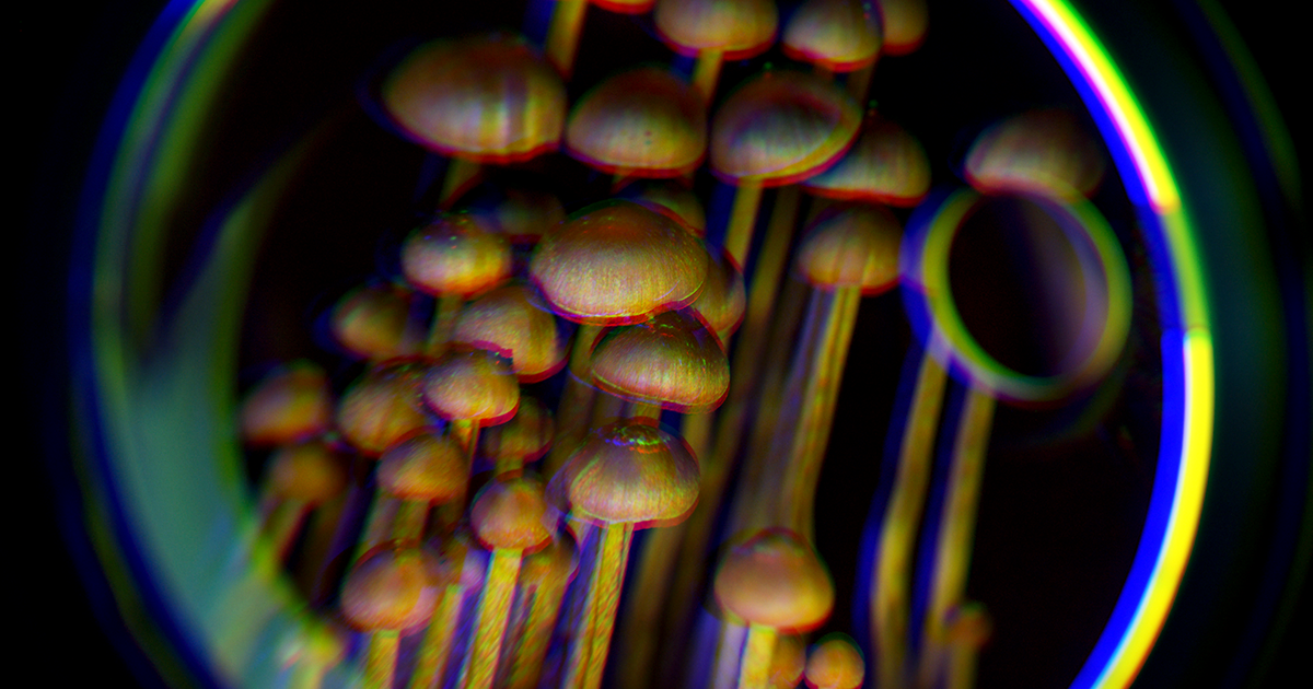 Some users who've taken "magic" mushrooms have experienced "wood-lover's paralysis," also called WLP, and lose control of their body through temporarily.
