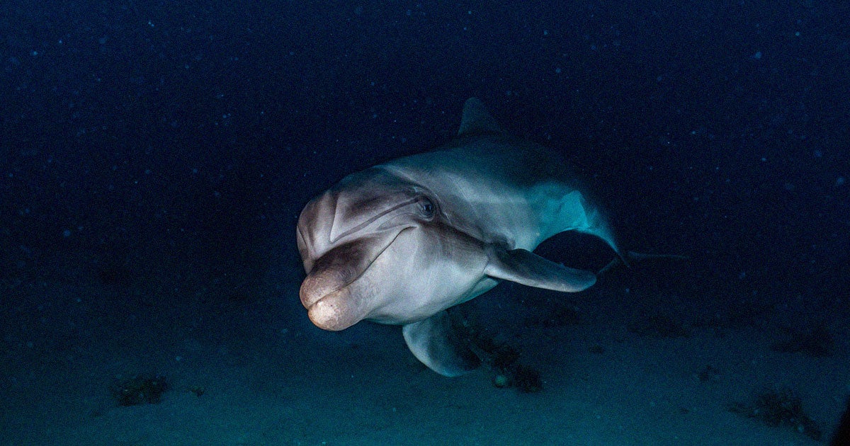 The Russian Navy has reportedly deployed several trained dolphins to defend a naval base at the Sevastopol harbor in southern Ukraine in February.