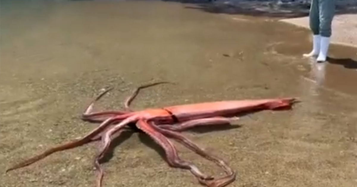 A giant squid washed ashore in Japan, representing perhaps the first time a live specimen of the creature has been taken into captivity.