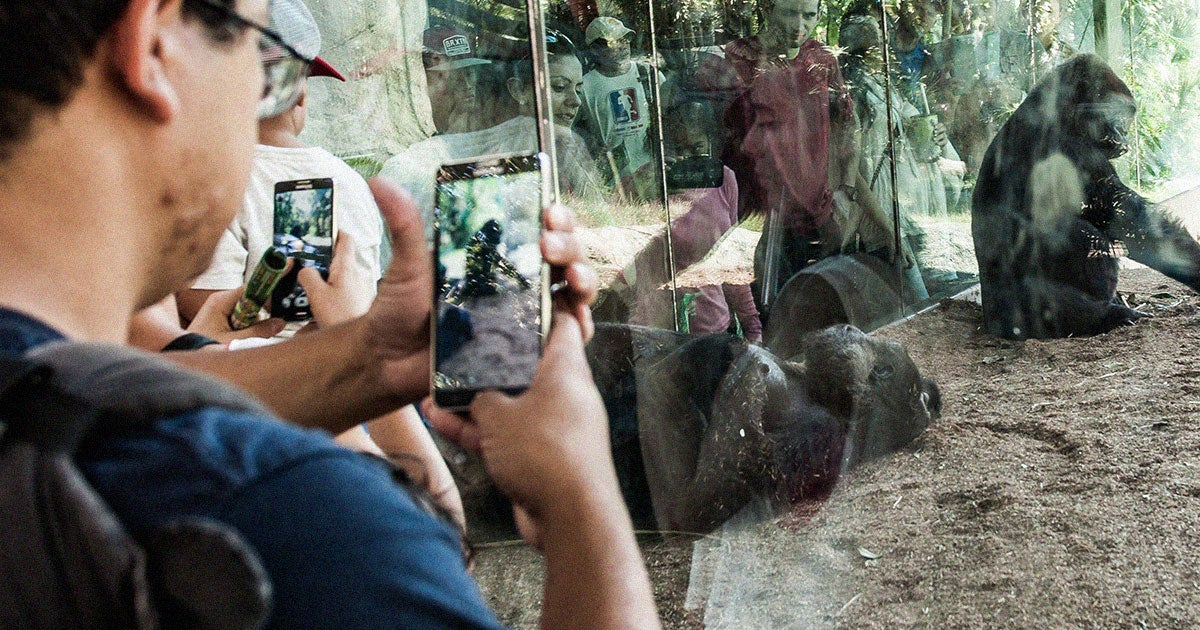 In totally relatable news: Amare, a 415-pound teenage gorilla at the Lincoln Park Zoo in Chicago, is totally obsessed with smartphone screens.