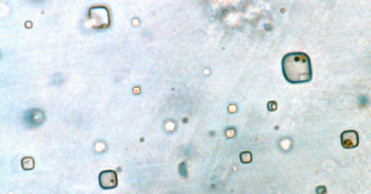 West Virginian scientists may have found a life form more than 800 million years old — and no, it's not their senator, Mitch McConnell. 