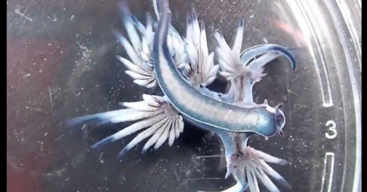 Swimmer Ben Lecomte swam the Great Pacific Garbage Patch in the Pacific Ocean, where fish and animals thrive. Life created an entire unexpected ecosystem.
