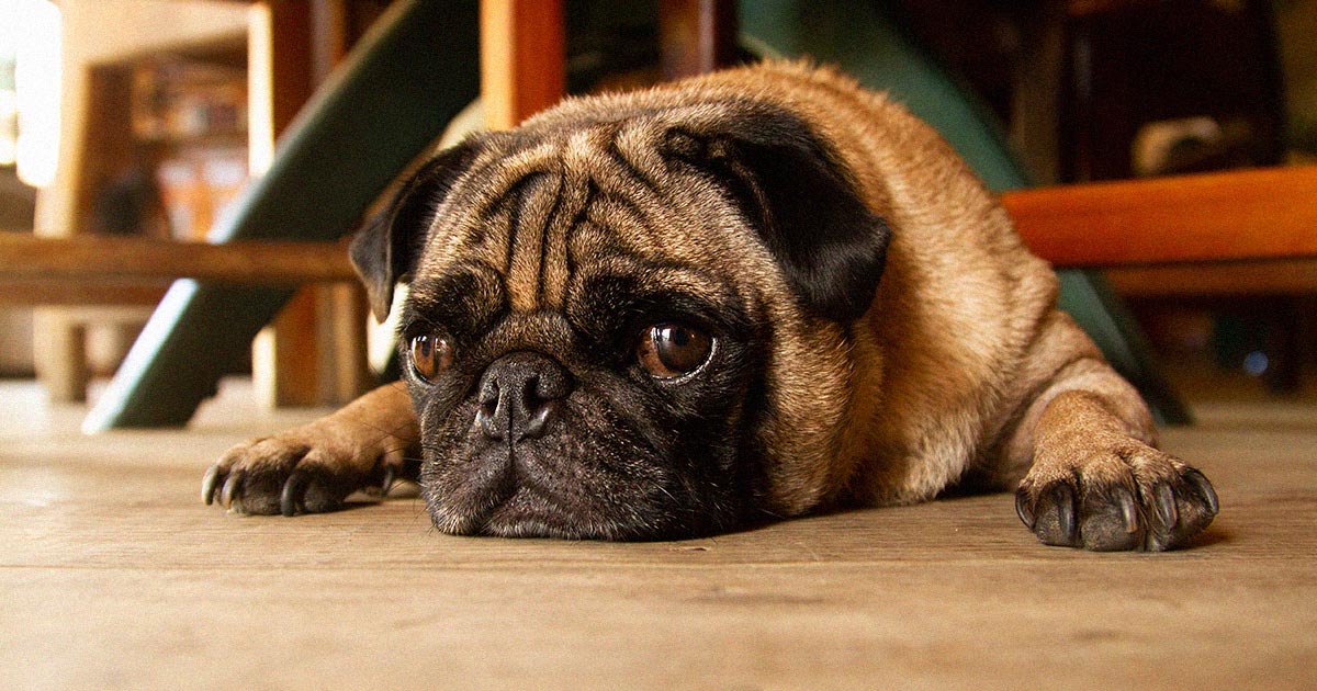 Scienists say pugs are such an unhealthy dog breed they can barely be considered dogs. They suffer with breathing, bone and brain health problems.
