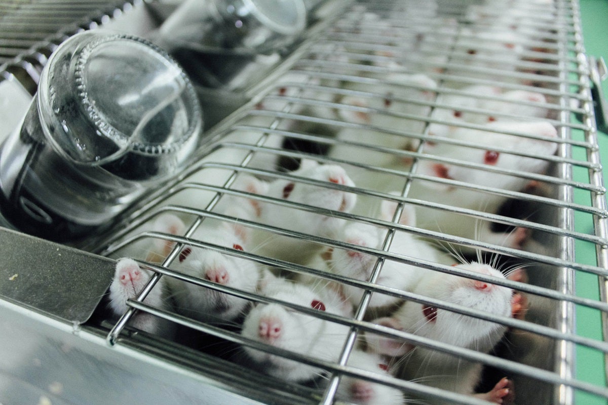 Spinal fluid from young mice appears to make their elders smarter, a new study has found. But don't go rushing to do it yourself.